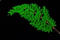 Close up of Moringa leaves isolated on black background. Moringa Oleifera tea leaves on branches with negative space for text and