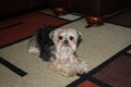 Close up of a Morkie, Maltese/Yorkshire Terrier mix, laying on a carpet