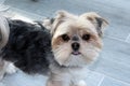 Close up of a Morkie, Maltese/Yorkshire Terrier mix looking at the camera