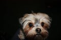 Close up of a Morkie`s, Maltese/Yorkshire Terrier mix, face