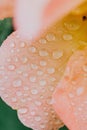 Close up of morning dew above the leaves of a pink rose. Royalty Free Stock Photo