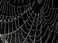 Close up of dew drops on white spider web against black background Royalty Free Stock Photo