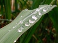 Close up of morning dew drops on a straw of grass