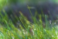 Close up of a morning dew on green grass Royalty Free Stock Photo