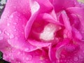 Close-up of morning dew on a pink color rose Royalty Free Stock Photo