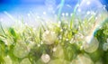 Close-up of morning dew or raindrops with bokeh and blur on green grass, against a blue sky background Royalty Free Stock Photo