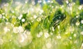 Close-up of morning dew or raindrops on green grass, background with bokeh and blur. Royalty Free Stock Photo