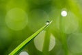 Close-up of morning dew or raindrops on green grass, background with bokeh and blur. Royalty Free Stock Photo