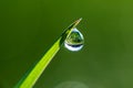 Close-up of morning dew or raindrops on green grass, background with bokeh and blur. Royalty Free Stock Photo