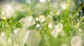 Close-up of morning dew or raindrops on green grass, background with bokeh and blur. Royalty Free Stock Photo