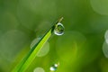 Close-up of morning dew or raindrops on green grass, background with bokeh and blur. Royalty Free Stock Photo