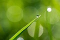 Close-up of morning dew or raindrops on green grass, background with bokeh and blur. Royalty Free Stock Photo