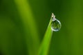 Close-up of morning dew or raindrops on green grass, background with bokeh and blur. Royalty Free Stock Photo