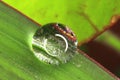 Close-up Morning dew water hibiscus green leaves Royalty Free Stock Photo