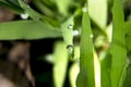 Close up of Morning Dew on Wheat Grass Royalty Free Stock Photo