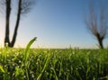 Droplet on a blade of grass