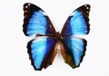 Butterfly on a white background