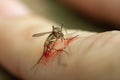 Close up mosquito dead on hand Royalty Free Stock Photo