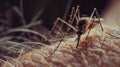 A malarial mosquito in a macro shot, its proboscis piercing human skin as it bites and drinks blood, Ai Generated