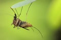 Close-up of mosquito hanging on net