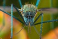 A close up of a mosquito head with a green body. The mosquito has a long, thin mouth and a pair of long, thin antennae. Small