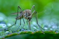 A close up of a mosquito head with a green body. The mosquito has a long, thin mouth and a pair of long, thin antennae. Small