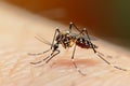 Close up of a mosquito on human skin, highlighting a nuisance