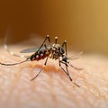 Close up of a mosquito on human skin, highlighting a nuisance