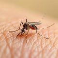 Close up of a mosquito on human skin, highlighting a nuisance