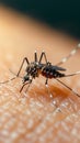 Close up of a mosquito on human skin, highlighting a nuisance