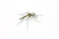 Close up Mosquito isolated