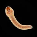 Close-up of a mosquito larva under a microscope, displaying its distinct segmented Royalty Free Stock Photo
