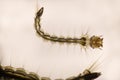 Close Up mosquito larvae in light microscope, Larvae under a microscope, for use as background. Royalty Free Stock Photo