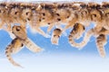 Mosquito pupae Royalty Free Stock Photo