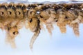 Mosquito pupae Royalty Free Stock Photo