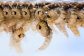 Mosquito pupae Royalty Free Stock Photo