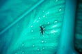 Close up of mosquito sitting on the wet leaf with Royalty Free Stock Photo