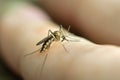 Close up mosquito sucking blood from human skin