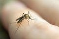 Close up mosquito sucking blood from human skin