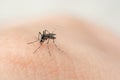 Close up mosquito sucking blood from human skin Royalty Free Stock Photo