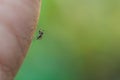 Close up mosquito sucking blood from human skin Royalty Free Stock Photo