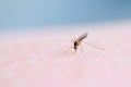 Close up of mosquito sucking blood on human skin, Mosquito is carrier of Malaria. Encephalitis. Dengue Zika virus