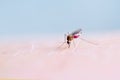 Close up of mosquito sucking blood on human skin, Mosquito is carrier of Malaria. Encephalitis. Dengue Zika virus