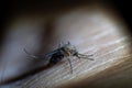 Mosquito sucked blood on human skin