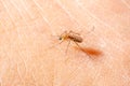 Mosquito sucked blood on human skin