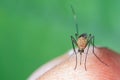 Close up of Mosquito  sucking human blood. Royalty Free Stock Photo