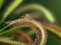 close up of a mosquito trapped on the leaf of a carnivorous sundew plant, Drosera capensis Royalty Free Stock Photo