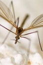 Close up of a mosquitoe on a wall. Macro photography Royalty Free Stock Photo