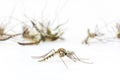 Close up Mosquitoes isolated