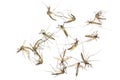 Close up Mosquitoes isolated